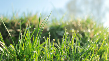 Lush green blades of grass with transparent water drops on meadow close up. Fresh morning dew at sunrise. Spring nature background. Soft focus.