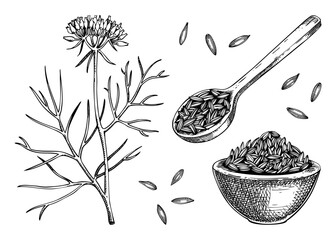 Cumin sketches set. Kitchen spice drawing. Indian herbs and spices hand-drawn vector illustration. NOT AI generated