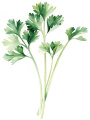 A delicate watercolor illustration of fresh coriander sprigs, symbolizing freshness, flavor, health, culinary art, and nature.