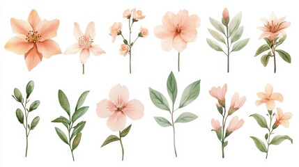 Obraz premium Watercolor illustration spring blossom flowers with light pink and peach tones simple green leaves isolated on white background