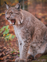 Naklejka premium luchs lynx zeigt zähne