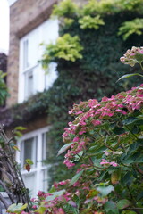 Victorian and Edwardian buildings, Autumn in Notting Hill, Kensington and Chelsea, London, United Kingdom