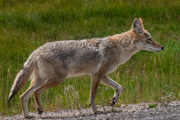 Coyote on the prowl
