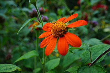 orange sunflower in the garden