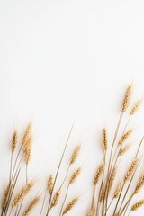 Fototapeta premium Wheat field with golden ears of wheat against a white background