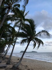 Obraz premium Seaside palms 