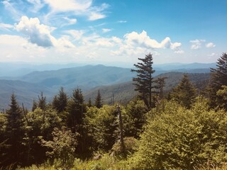 forest in the smoky mountains
