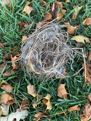 Bird's nest on ground closeup