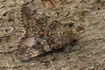 Oak Yellow Underwing, Catocala nymphaea Moth Camouflaged on Tree Bark