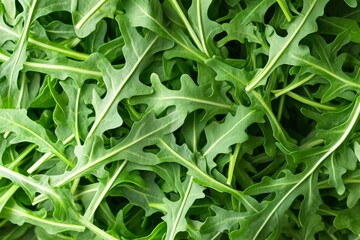 Fototapeta premium Close-up of fresh arugula leaves with vibrant green color and distinct leaf shape. Ideal for themes related to healthy eating, organic produce, and culinary ingredients.