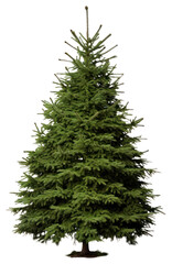 Fototapeta premium PNG Bigger christmas tree plant pine fir.
