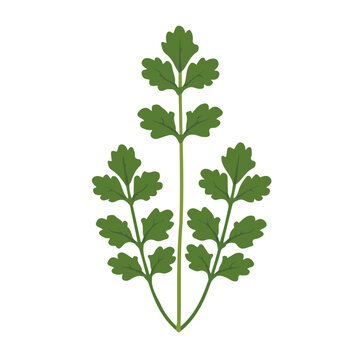 green parsley leaves on white background clip art preview