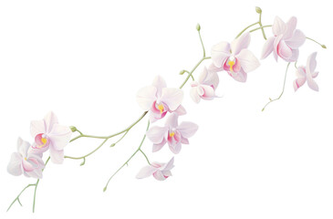 PNG Orchid flower border orchids flowers background.