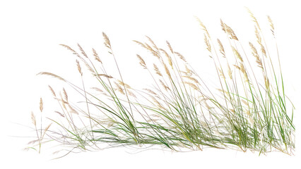 PNG Grass plant white background tranquility.