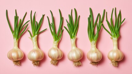 fresh green onions arranged in a row on pink background, minimalistic food concept