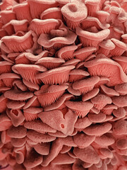 mushroom closeup 