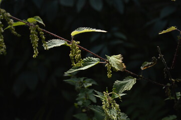 Nature’s Contrast: Sunlit Stinging Nettle Against Dark Background – A Moody Botanical Still Life