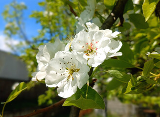 pear flower