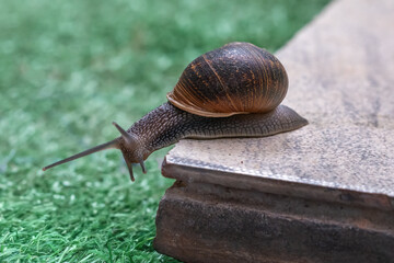 Garden Snail on a Shell (Cornu aspersum)