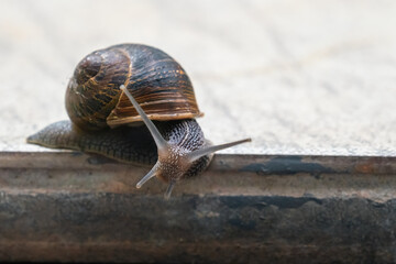 Garden Snail on a Shell (Cornu aspersum)