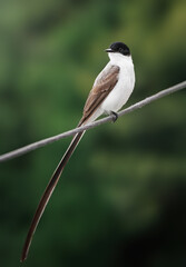 Fork-tailed flycatcher bird (Tyrannus savana)