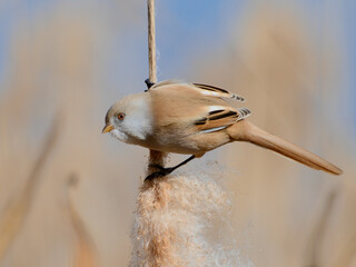 Bearded Parrotbill2, усатая синица
