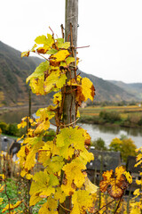 Obraz premium Mosel Riesling Bremm Herbst Weinstock Calmont 