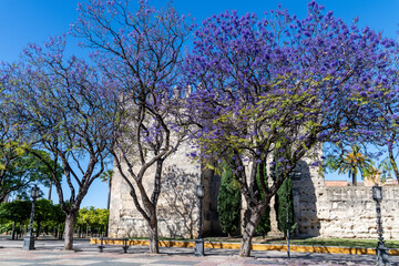 Alcazar Surrounded by Blooming Jacaranda Trees in Vibrant Spring Setting