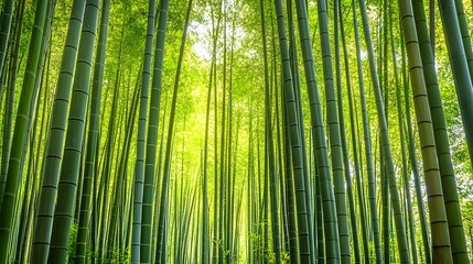Naklejka premium Peaceful bamboo grove featuring tall, slender stalks with dappled sunlight casting intricate patterns on the forest floor, creating a tranquil and serene atmosphere.