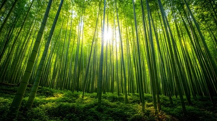 Fototapeta premium Peaceful bamboo grove featuring tall, slender stalks with dappled sunlight casting intricate patterns on the forest floor, creating a tranquil and serene atmosphere.