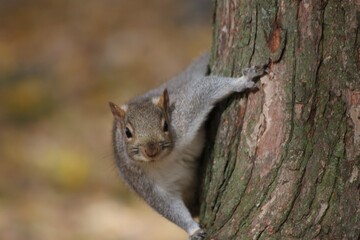 squirrel on a tree