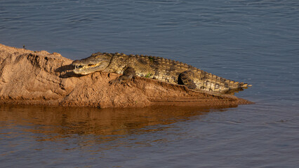 Obraz premium One nile crocodile basking in the sun on a river bank with open mouth