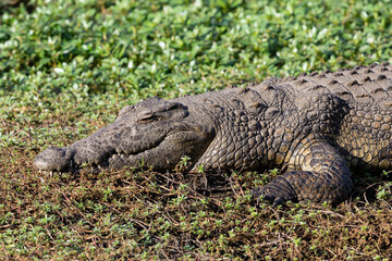 Torso of a big crocodile on green plants