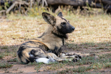 Portrait of an African wild dog laying on the ground