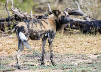 One wild dog suveying its environment