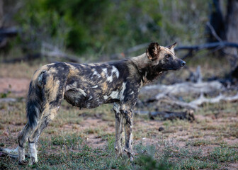 Side view of an African wild dog