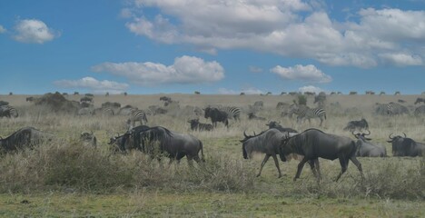 Fototapeta premium Wildebeest herd migrating across the african savanna