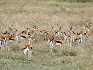 Herd of thomson's gazelles walking in dry grassland