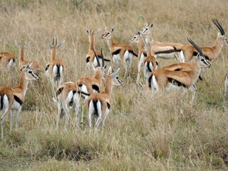 Herd of thomson gazelles standing in tall grass