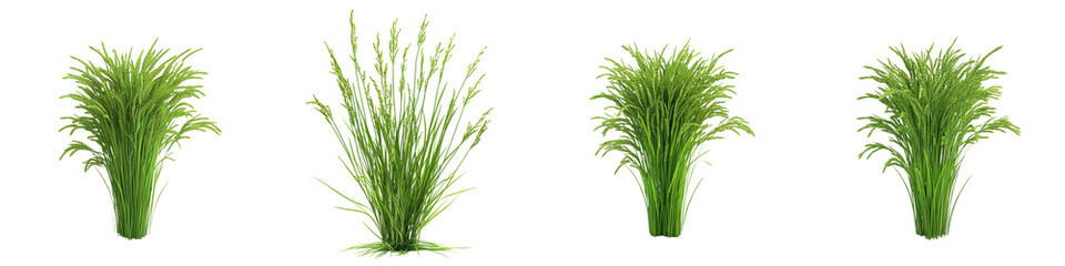 Fototapeta premium Set of A green rice plant with detailed leaf textures, set on a transparent background cutout, PNG file