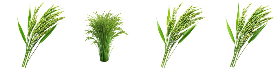Fototapeta premium Set of A green rice plant with detailed leaf textures, set on a transparent background cutout, PNG file