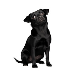 Obraz premium Cute black dog sitting attentively isolated on transparent background