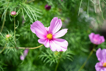 Blume  (Sommerk&ouml;rbchen)