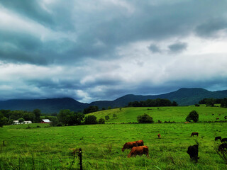 Naklejka premium Landscape with grazing cows in a large field on a cloudy day in front of mountains, rural green grass rolling hills with trees on a southern farm, American mountain land with livestock