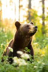 Obraz premium Closeup of a curious brown bear in a lush green forest