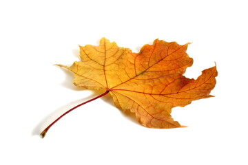 Yellow dry maple leaf lies on a white background.