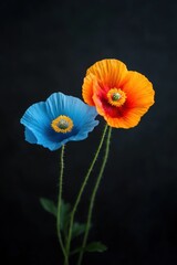 Obraz premium Vibrant orange and blue poppies against a dark background