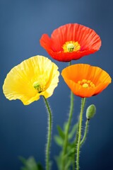 Fototapeta premium Vibrant poppies in bloom against a deep blue sky