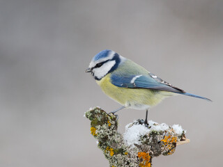 Blue Tit