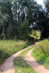 Fototapeta premium Summer dirt road in the countryside through the trees.